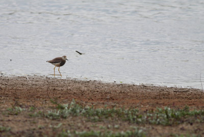 Witstaartkievit / White-tailed Plover