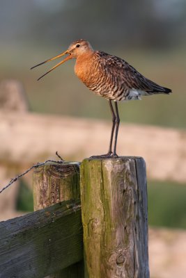 Grutto / Black-tailed Godwit