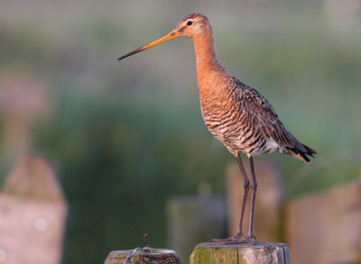 Grutto / Black-tailed Godwit