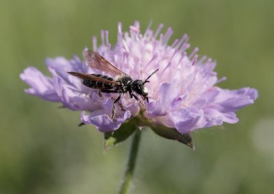 Knautiabij / Andrena hattorfiana