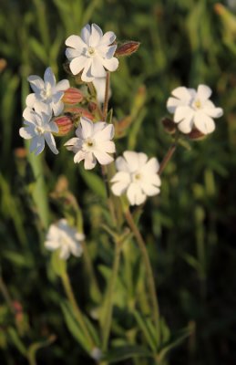 Avondkoekoeksbloem / Silene latifolia alba