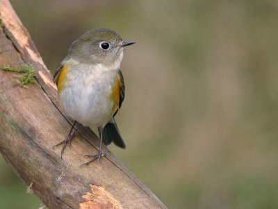 Blauwstaart / Red-flanked Bluetail