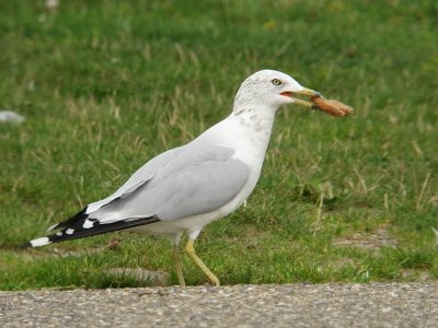 Ringsnavelmeeuw / Ring-billed Gull