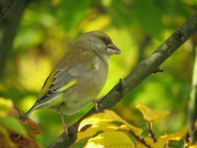 Groenling / Greenfinch