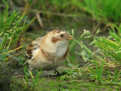 Sneeuwgors / Snow bunting