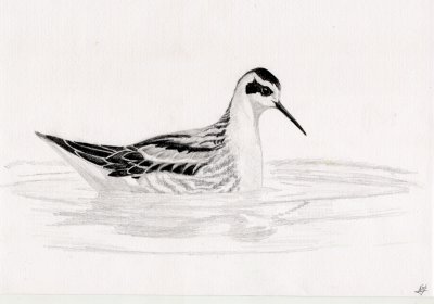 Grauwe franjepoot / Red-necked Pharalope
