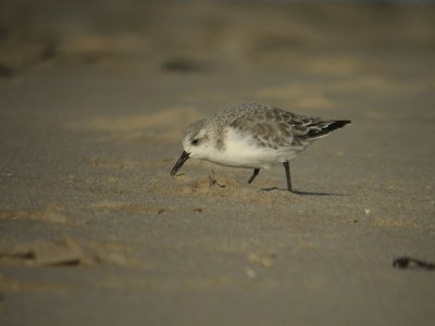 Drieteenstrandloper