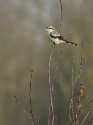 Klapekster / Great grey shrike