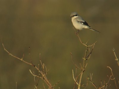 Klapekster / Great grey shrike