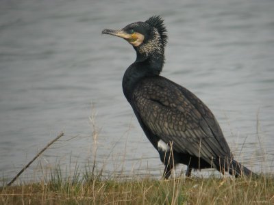 Aalscholver / Great Commorant