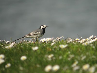 Witte kwikstaart / Pied Wagtail