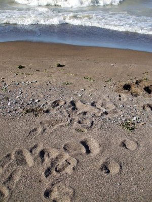 Footprints in the shore-SM.JPG