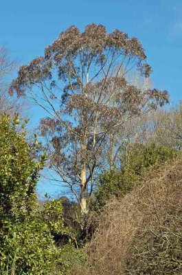 Eucalyptus globulus1.jpg