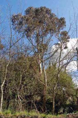 Eucalyptus globulus-2.jpg