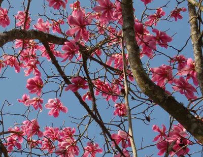 Magnolia Ambrose Congreve.jpg