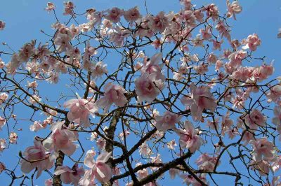 Magnolia sargentiana robusta.jpg