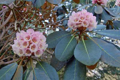 Rhododendron basilicum.jpg