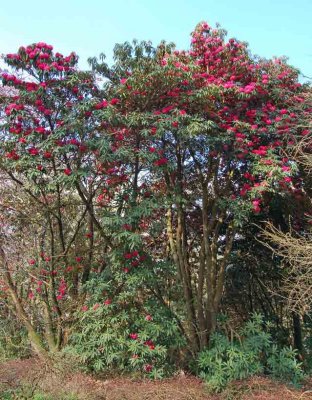 Rhododendron arboreum.jpg