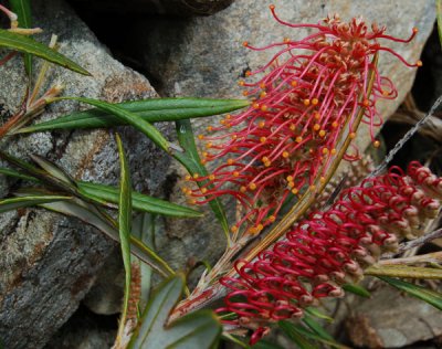 Grevillea 'Coastal Glow'