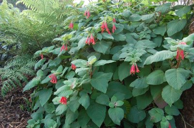 Fuchsia  'Speciosa'.jpg