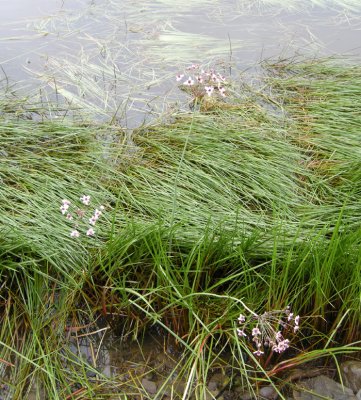 P 487 Flora of NB