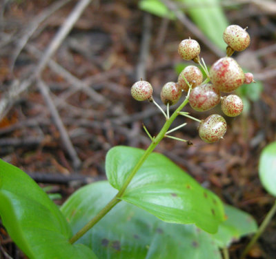 Maianthemum canadense