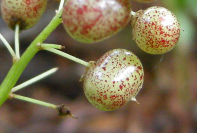 Maianthemum canadense