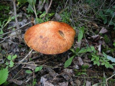 15 Mushroom