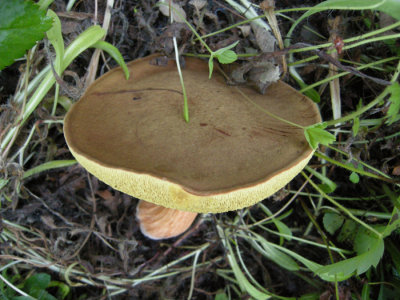 Boletus possibly pulverulentus