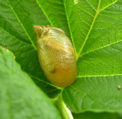 Slug/ Limace sp. NS