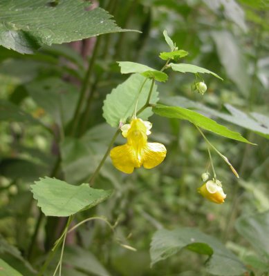 P 337 FLORA OF NB