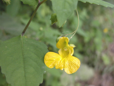 P 337 FLORA OF NB