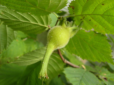 P 161 Flora of NB
