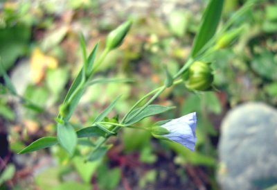P 405 Flora of NB
