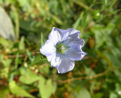 P 405 Flora of NB