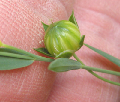 P 405 Flora of NB