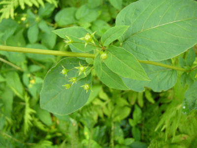P 253 Flora of NB