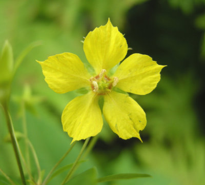 P 253 Flora of NB