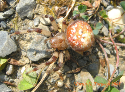 Spiders/ Araignées of/du New Brunswick