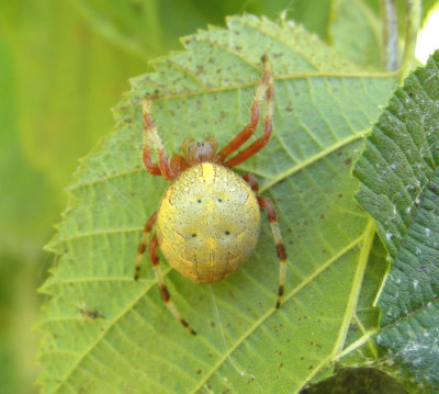 Araneus marmoreus - Marbled Orbweaver