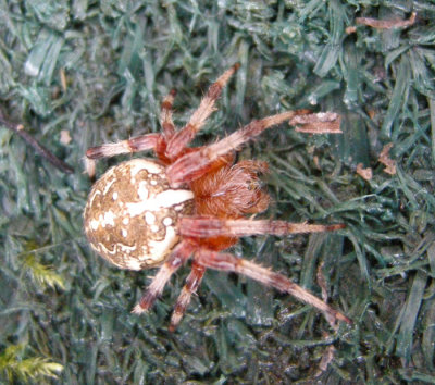 Araneus marmoreus