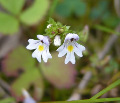 P 389 Flora of NB