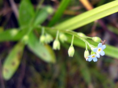 Myosotis laxa -Smaller forget-me-not