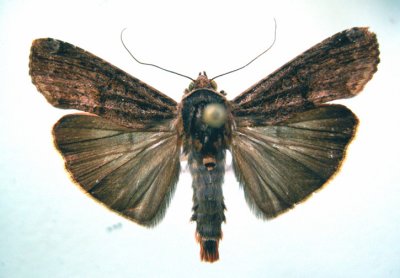 9637.1  Magusa divaricata  (Rare in Canada)Migrator/Migrateur