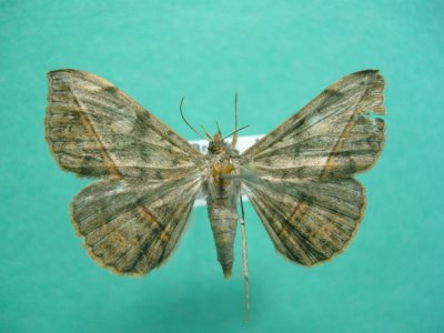 8574 Anticaria gemmatalis 1
