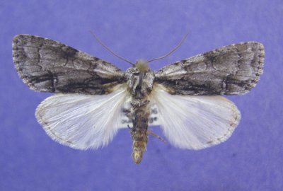 9218  Acronicta mansueta BC