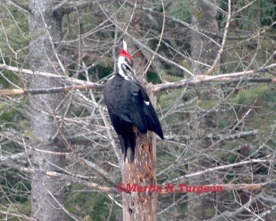 Pileated Woodpecker-Grand Pic  (Female)