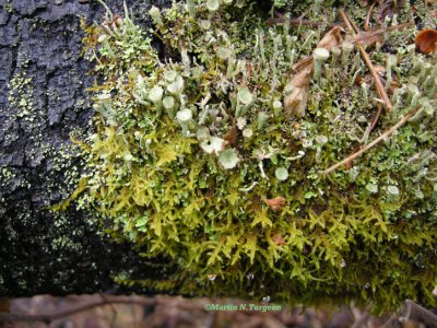 Lichen Cladonia sp.
