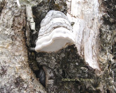 13 Mushroom   on Yellow Birch