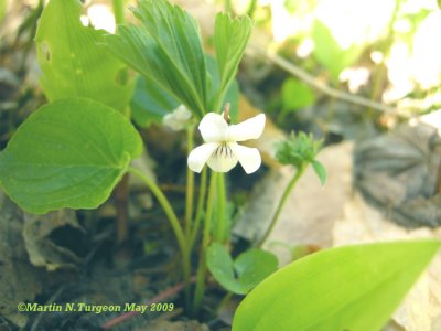 P210 Flora of NB